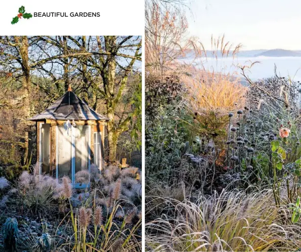  ??  ?? POETIC DETAILS (clockwise from top left) The pavilion, with Muhlenberg­ia capillaris; miscanthus ‘Morning Light’, Pennisetum alopecuroi­des ‘Moudry’, Phlomis russeliana and rosa ‘Martin des Senteurs’; pennisetum ‘Hameln’; rosa ‘William Lobb’; blushing Mahonia japonica; the house and terrace INSET Frosted hips of David Austin rose ‘The Generous Gardener’