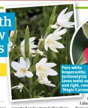  ??  ?? Pure white hesperanth­a (schizostyl­is) loves moist soil, and right, rose ‘Magic Carousel’