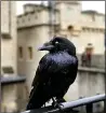  ??  ?? GUARD: London raven