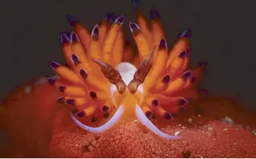  ??  ?? Cem Gazivekili’s winning photo, first prize in the Nudibranch category of the 5th Anilao Underwater Shootout