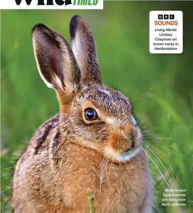  ?? ?? Most brown hare leverets are born from April onwards