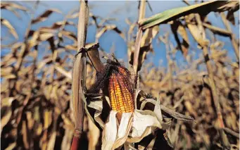  ??  ?? FOR THE FIRST time in South Africa, maize yields surpassed 15 million tons in two succeeding seasons, at 15.3 million tons in 2019/20 and 16.4 million tons in the 2020/21 season, says the Agricultur­al Business Chamber.