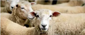  ?? BEN CURRAN/STUFF ?? New Zealand’s sheep population is continuing to shrink, new data shows.