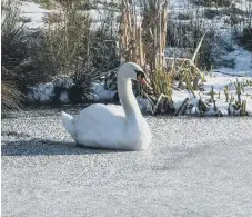  ??  ?? A swan in Herrington Country Park.