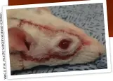  ??  ?? Today, an eye can only be transplant­ed along with half a face. So far, the surgery has only been carried out on animals.