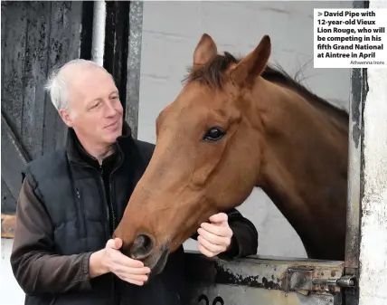  ?? Athwenna Irons ?? David Pipe with 12-year-old Vieux Lion Rouge, who will be competing in his fifth Grand National at Aintree in April