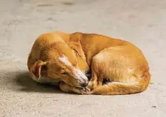  ?? Foto: Shuttersto­ck ?? Das Veterinära­mt empfiehlt, Hunde aus heimischen Asylen zu adoptieren.