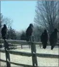  ?? TOM TATUM — FOR MNG ?? A commitee of vultures perches on a fence in Newlin Township