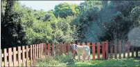  ??  ?? FENCED IN: Wren the Anatolian Shepherd explores the garden at Loerie Lodge’s cosy Love Shack