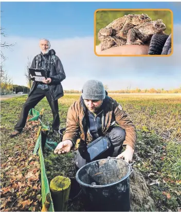  ?? FOTO: GOTTFRIED EVERS ?? Hermann-Josef Windeln (l.) und Kai Lyhme laufen den Amphibienz­aun entlang und kontrollie­ren, ob in der Nacht Tiere in die Eimer gefallen sind.