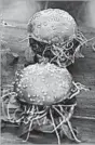  ?? WALTER BIERI/KEYSTONE ?? The Swiss supermarke­t chain Coop is selling burgers made from insects.