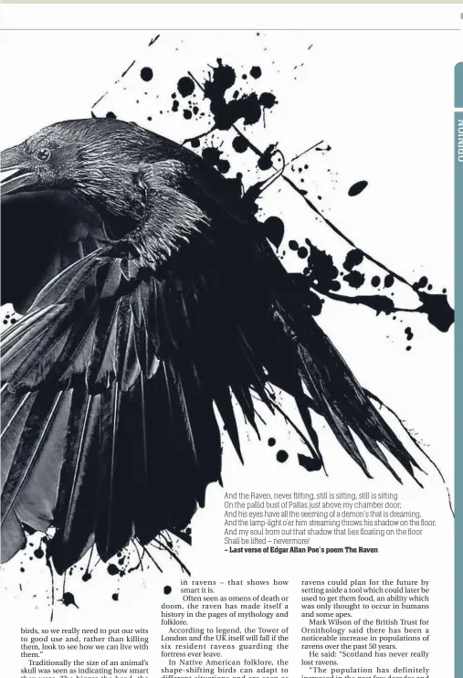  ??  ?? – Last verse of Edgar Allan Poe’s poem The Raven And the Raven, never flitting, still is sitting, still is sitting
On the pallid bust of Pallas just above my chamber door;
And his eyes have all the seeming of a demon’s that is dreaming, And the...