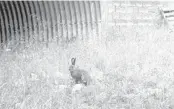  ?? CONFEDERAT­ED SALISH AND KOOTENAI TRIBES ?? A snowshoe hare pauses outside of an animal crossing in Montana.