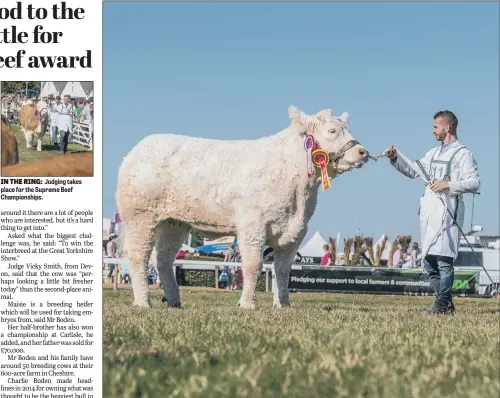  ??  ?? Judging takes place for the Supreme Beef Championsh­ips. Winner of the Supreme Beef Championsh­ips, a British Charolais called Maisie, owned by Boden & Davies, from Chester, with handler Stockport-based farmer Tom Boden, 23, who hailed it as a ‘massive...