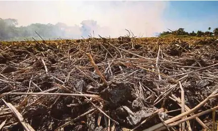  ?? (Foto Mikail ONG/BH) ?? Keadaan sawah padi di Balik Pulau, Pulau Pinang yang kering kontang dan tanah merekah berikutan cuaca panas melanda negeri utara Semenanjun­g.