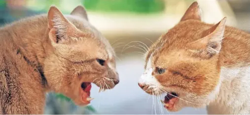  ?? FOTO: W. LAYER ?? Hau bloß ab: Dringt das Nachbarsti­er in ihr Revier ein, verstehen Katzen keinen Spaß.
