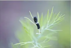  ??  ?? Black specks on the dill were actually miniature caterpilla­rs, called second instar larvae. Magnified with a macro lens, the black body ringed with banding and studded with prickly protrusion­s was clearly visible. A white saddle marks the centre of larva.