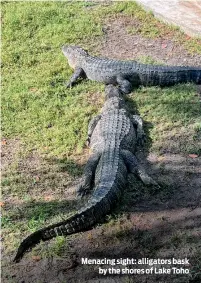  ?? ?? Menacing sight: alligators bask by the shores of Lake Toho