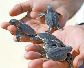  ?? – Supplied photo ?? NEXT GENERATION: Oman is home to five species of turtles: the Green Turtle, Loggerhead Turtle, Olive Ridley Turtle, Hawksbill Turtle and the Leatherbac­k Turtle, four of which lay their eggs on the Sultanate’s soft white sand beaches.