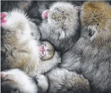  ?? Picture: HIDETOSHI OGATA ?? Monkeys huddle together to keep warm in Jigokudani Monkey Park, Nagano, Japan.