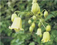  ??  ?? Clematis rehderiana