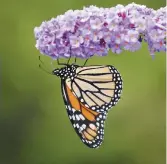  ??  ?? Les Canadiens peuvent aider les papillons en plantant des asclépiade­s dans leurs jardins. - Archives