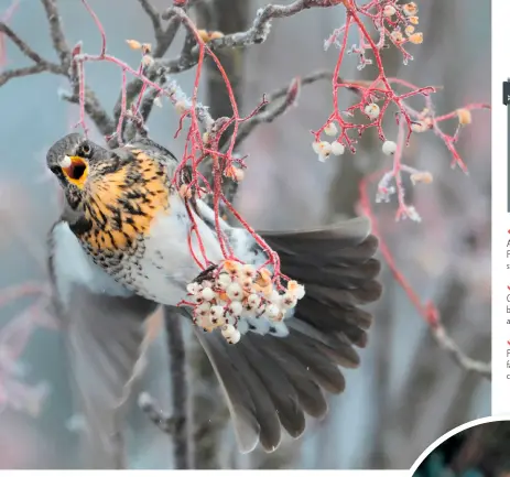  ??  ?? AWKWARD FEEDERS Although primarily berry feeders, Fieldfares have a rather ungainly style, lacking great agility