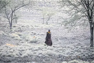  ?? REUTERS ?? A man walks through a locust swarm near the town of Lodwar, Turkana county, Kenya on Sunday.