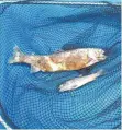  ?? ANGLERGESE­LLSCHAFT ARCHIVFOTO: ?? Seit Ostern stellen die Angler in der Brigach ein Fischsterb­en fest. Das Landratsam­t des Schwarzwal­dBaar- Kreises sucht derzeit intensiv nach den Ursachen.