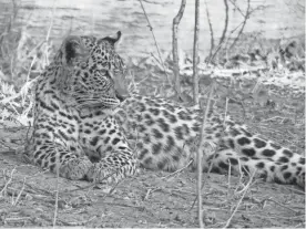  ??  ?? A young leopard rests in the shade of some thorny acacia branches at Botswana’s Linyanti Private Reserve. These cats are elusive and mostly nocturnal.