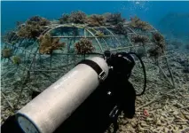  ??  ?? The Fregate Island coral restoratio­n project