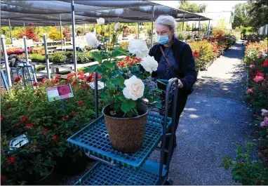  ?? RANDY VAZQUEZ — STAFF PHOTOGRAPH­ER ?? Helga Spickhoff pushes a cart with roses at Almaden Valley Nursery in San Jose on Monday, when garden centers reopened.