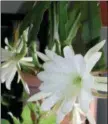  ?? LEE REICH VIA ASSOCIATED PRESS ?? This undated photo shows a blooming cereus cactus in New Paltz, N.Y. Many cactii parade under the name “cereus;” this one — botanicall­y Epiphyllum — is another one of the many beautiful ones.