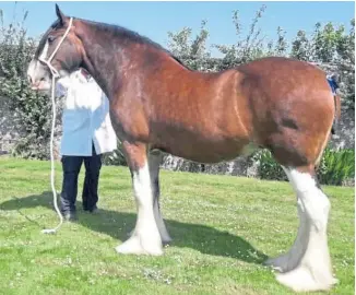  ??  ?? Clydesdale Collessie Jennifer, from Ronnie Black, Ladybank, was top horse.