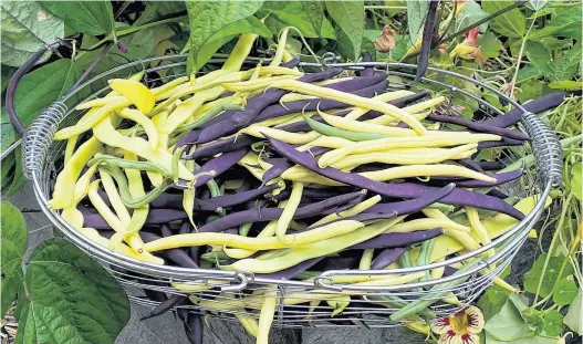  ?? NIKI JABBOUR PHOTOS ?? Niki says she loves growing snap beans which can be bush or pole types. Pole beans out perform bush in terms of harvest window and yield, but bush beans don’t need supports. Grow whichever type is best for your garden.