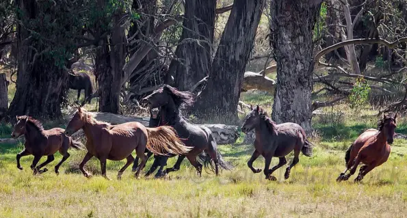 Our heritage: the fight to stop a brumby massacre - PressReader