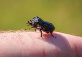  ?? SIRI ØVERLAND ERIKSEN ?? Insektene nyter tropevarme­n.