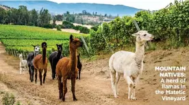  ??  ?? MOUNTAIN NATIVES: A herd of llamas in the Matetic Vineyard