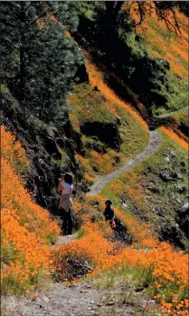  ?? (Photo: Charles Phillips) ?? Hite Cove is awash in the vibrant orange of California Poppies. A great hike anytime, Hite Cove takes on a magical quality when spring brings the wildflower­s alive.