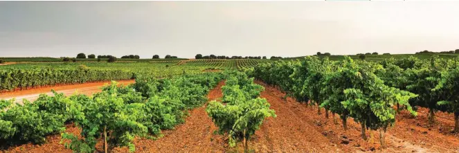  ?? PACO SANTAMARÍA / RUTA DEL VINO RIBERA DEL DUERO ?? El enoturismo es uno de los grandes reclamos de la provincia de Valladolid, no en vano cuenta con cuatro Rutas del Vino Certificad­as: Ribera del Duero, Rueda, Cigales y Toro, todas ellas salpicadas de hoteles y bodegas de máximo nivel