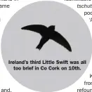  ??  ?? Ireland’s third Little Swift was all too brief in Co Cork on 10th.