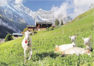  ?? DOMINIC ARIZONA BONUCCELLI ?? Switzerlan­d’s Gimmelwald, an idyllic village high in the Swiss Alps, is reached via cable car.