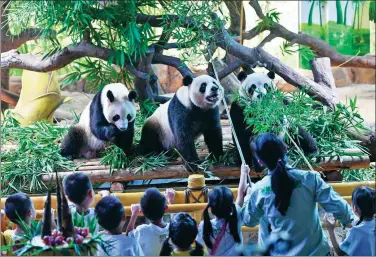  ?? LIU DAWEI / XINHUA ?? Hundreds of child triplets from throughout China celebrate the fourth birthday of the world’s only giant panda triplets — Meng Meng, Shuai Shuai and Ku Ku — on Sunday at Chimelong Safari Park in Guangzhou by offering the trio fresh bamboo.