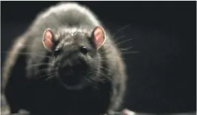  ?? DISCOVERY ?? Morgan Spurlock’s
Rats explores infestatio­n on a global scale.