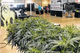  ??  ?? Oregon’s producers display live marijuana plants for the Oregon Cannabis Growers’ Fair in Salem, Ore.
