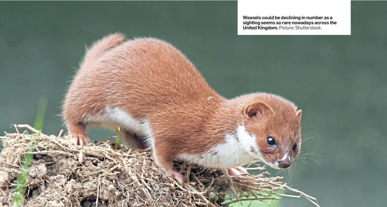  ?? Picture: Shuttersto­ck. ?? Weasels could be declining in number as a sighting seems so rare nowadays across the United Kingdom.