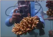  ?? BRIAN INGANGA — THE ASSOCIATED PRESS ?? Coral reef restoratio­n ranger Yatin Patel measures an artificial reef structure in the Indian Ocean near Shimoni, Kenya on Monday.