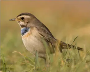  ??  ?? ÊFIRST-WINTER MALE BLUETHROAT, Willow Tree Fen LWT, Lincolnshi­re, 14 February