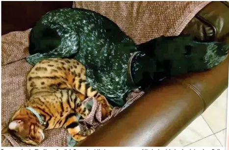  ?? ?? Treasured pets: The Hawa family’s Bengal cat that was run over and their short-haired pointer dog, Bella