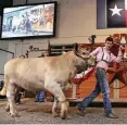  ?? Steve Gonzales / Houston Chronicle ?? Stock Martin’s reserve grand champion steer fetched the second-highest price at the Junior Market auction. “Ever since I was born, we’ve been doing this,”he said.